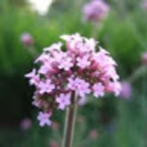 Meet your Posher, Melinda